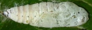 Pupae Side of Narrow-banded Awl - Hasora khoda haslia